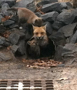 Foxes on Association Beach